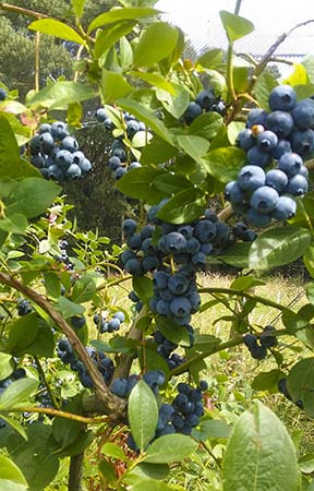 U-pick Blueberries in Olinda Dandenong Ranges